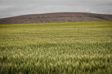 Wheat field - Horse Heaven hills WA