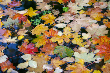 Japanischer Garten Kaiserslautern