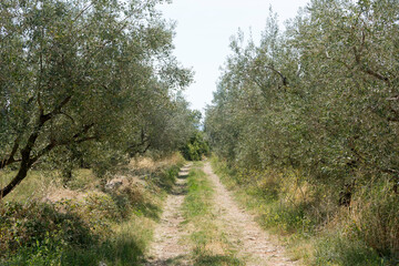 Fototapeta na wymiar Olive orchard in Istria, Croatia