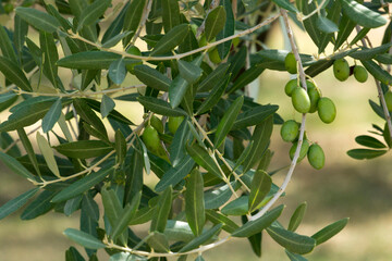 Olive orchard in Istria, Croatia - 472877873