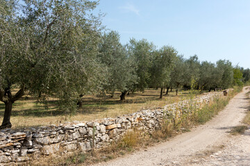 Olive orchard in Istria, Croatia - 472877876