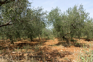 Olive orchard in Istria, Croatia - 472877879