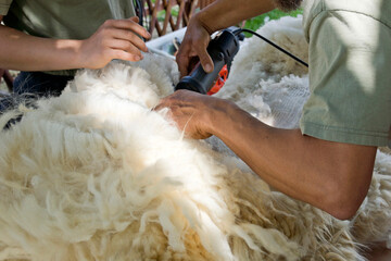 Shearing of an alpaca on a small farm in Hungary - 472877880