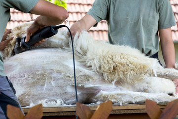 Shearing of an alpaca on a small farm in Hungary - 472877881