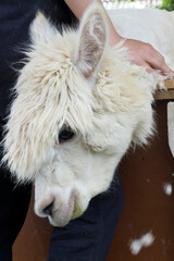 Head of alpaca undergoing shearing - 472877883