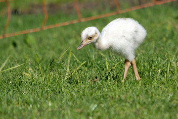 White Rhea or Nandu babies foraging in grass - 472877891
