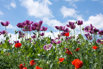 Blooming poppies and other wildflowers along the roadside