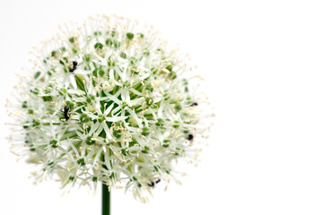 Blooming white allium on white background and free space - 472877897