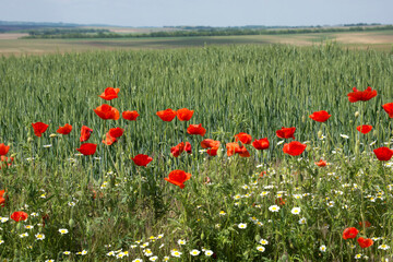 Blooming poppies and other wildflowers along the roadside - 472877898