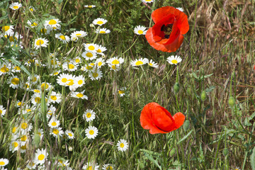 Blooming poppies and other wildflowers along the roadside - 472877899
