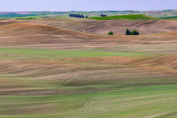 Pattern on rolling hills of early crops emerging, Palouse region of eastern Washington.
