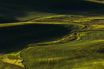 Rolling hills of emerging wheat crops in spring, elevated view from Steptoe Butte State Park, eastern Washington.