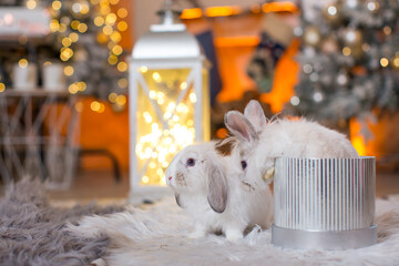 Two cute little Christmas bunnies sit on fur mats against the background of New Year's decorations...