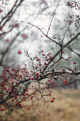 Hawthorn berries on a branch on an autumn day with rain drops. Close up view of red berries.