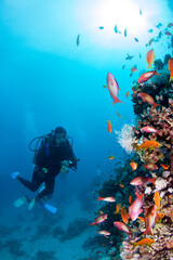 Scuba diver watching colorful coral reef with school of fish.
