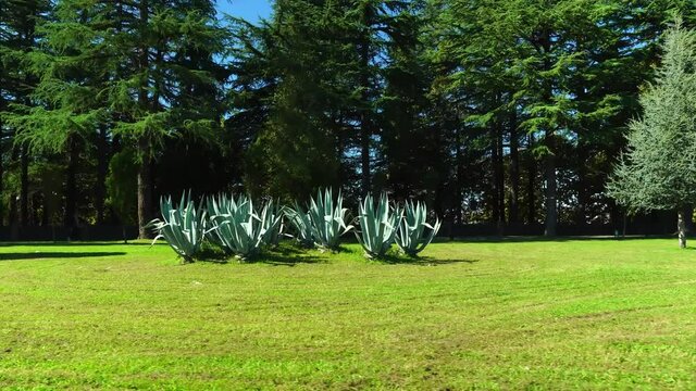 Beautiful trimmed miniature green trees in garden in the park. place is located in Georgia on the territory of the Dadiani Castle tourist resort. Zugdidi. park with beautiful landscapes and figures.