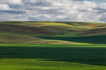 Rolling hills of emerging wheat crop and clouds, Palouse region of eastern Washington.
