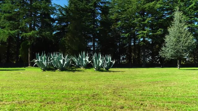 Beautiful trimmed miniature green trees in garden in the park. place is located in Georgia on the territory of the Dadiani Castle tourist resort. Zugdidi. park with beautiful landscapes and figures.