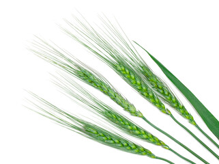 Ears of barley isolated on a white background, clipping path, top view