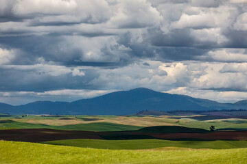 Light and shadow on rolling wheat fields, Palouse region of eastern Washington.