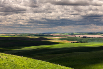 Light and shadow on the rolling hills of wheat crops, Palouse region of eastern Washington.