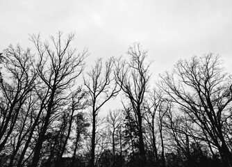 Czarno biały las, jesień drzew.