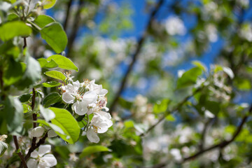 Blooming tree in a sunlight on blue sky background. Spring season blossom