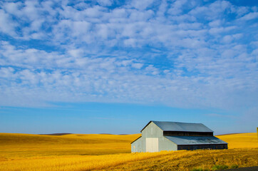 USA, Washington State, Dusty County, Isolated barn in wheat fields