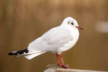 Black ehaded gull perched