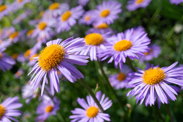 Obraz premium blue daisy flower in garden