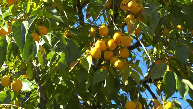 persimmon tree and ripe persimmons on the branches. Fresh and ripe orange persimmon ripens on a tree branch. Georgia.