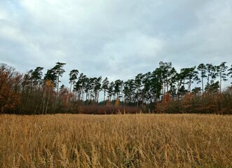 Leśna polana, zbożowe pola, drzewa krajobrazu. © Agata