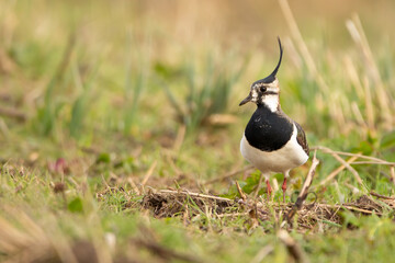 Lapwing