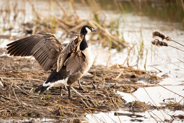 Canada goose beating wings
