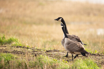 Canada geese on the marsh