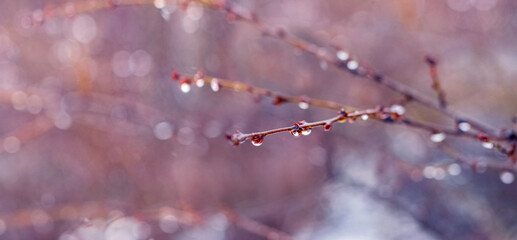 Raindrops on a bare branch in the spring during the melting snow
