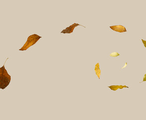 Autumn leaves in a wind vortex. Natural colors.