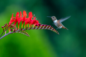 USA, Washington State, Sequim. Rufous hummingbird and flowers.