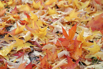 hojas secas caidas sobre la hierba otoño 4M0A7510-as21