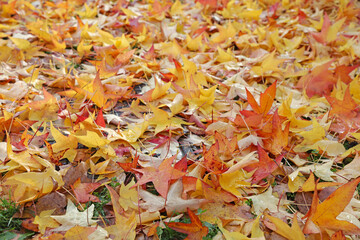 hojas secas caidas sobre la hierba otoño 4M0A7509-as21