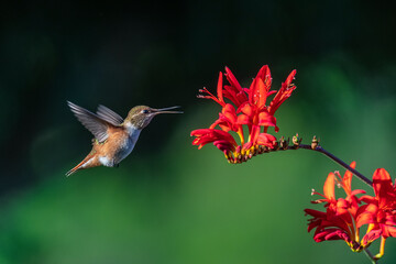 USA, Washington State, Sequim. Rufous hummingbird and flowers. © Danita Delimont