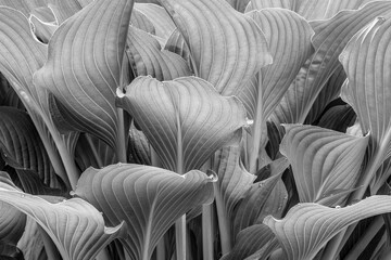 Obraz premium USA, Washington State. Hosta leaves.