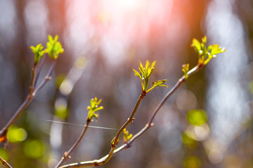 Tree branch with young green leaves in the evening sun