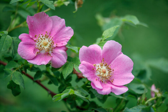 USA, Washington State, Seabeck. Wild rose blossoms in Guillemot Cove Nature Reserve.