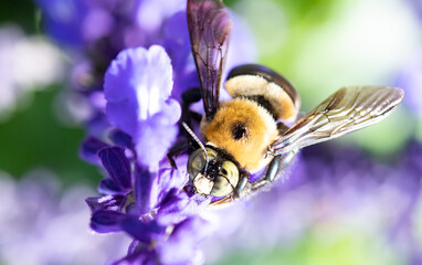 bee on a  lavender flower