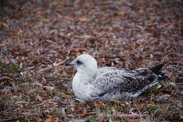 seagull on the beach