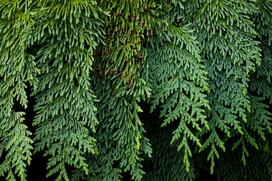 USA, Washington State, Seabeck. Western Red Cedar Bough Close-up.