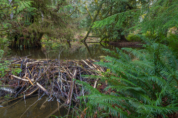 USA, Washington State, Seabeck. Newly constructed beaver dam in Guillemot Cove Nature Reserve.