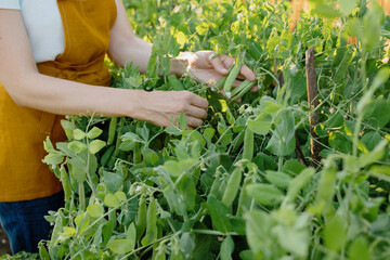 a European woman in an orange apron is harvesting cucumbers and peas in her garden. a woman gardener or farmer waters and takes care of vegetables and fruits on her farm. grow cucumbers tomatoes and