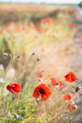 Naklejka premium Mohnblumen am Feldrand 